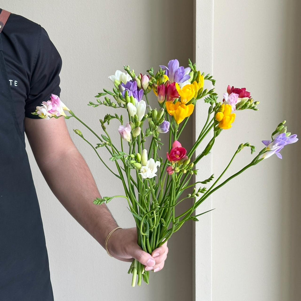 Freesias - Radiance Breeze Mix
