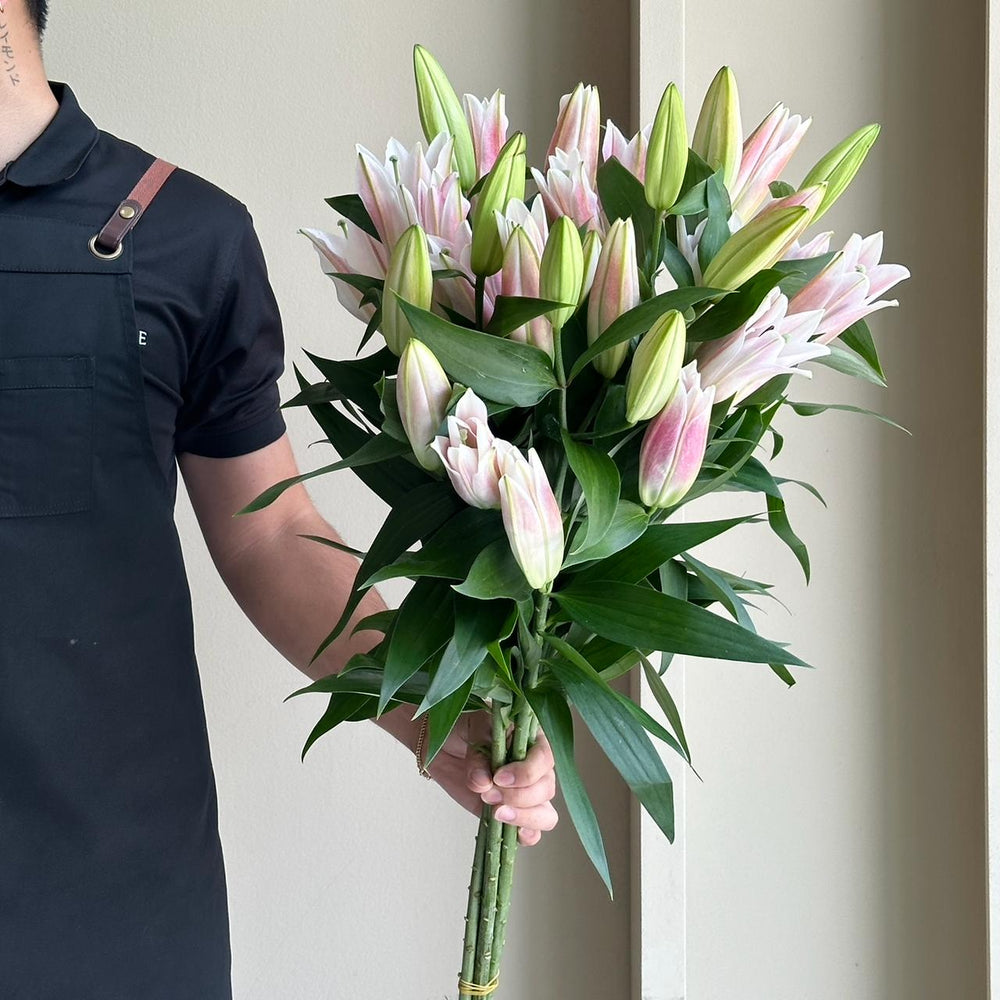 Lilies Orientpet - Tabledance Pink (Beautiful Blooms)
