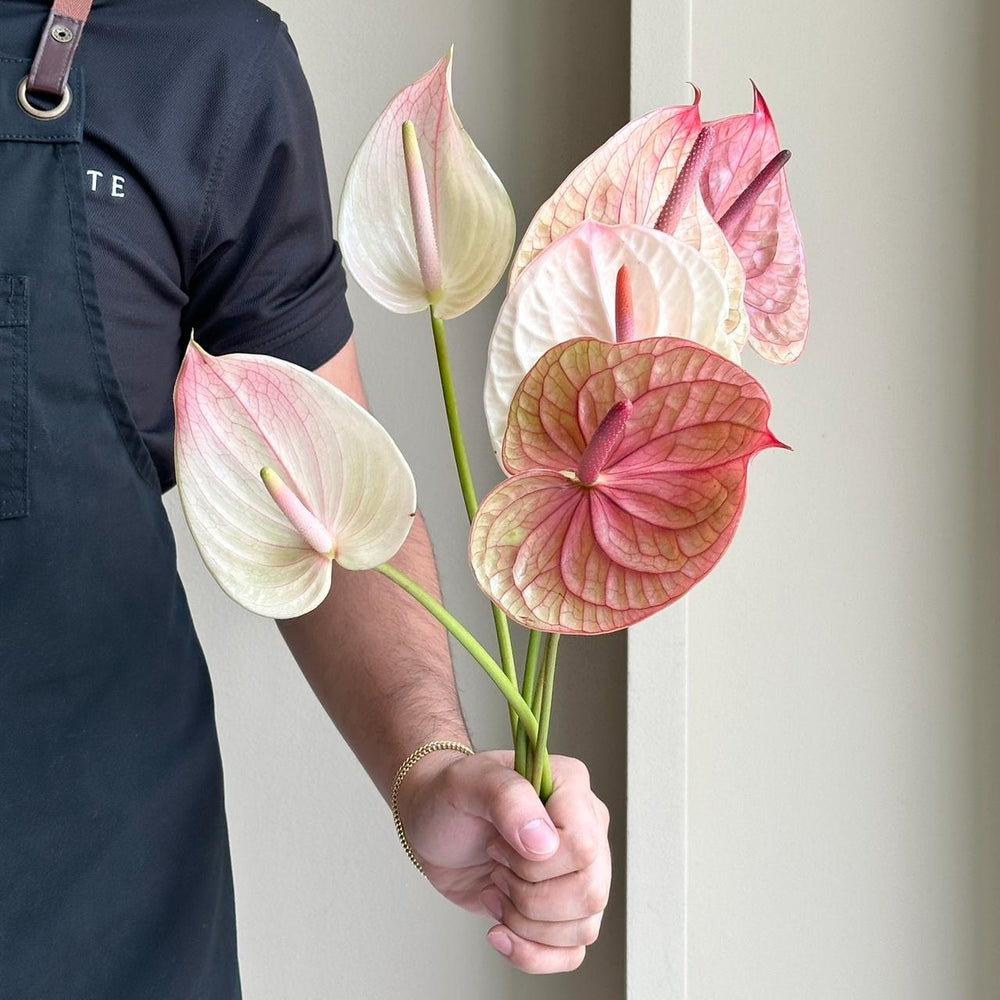 Anthurium - Blush Mix (6 Stem)