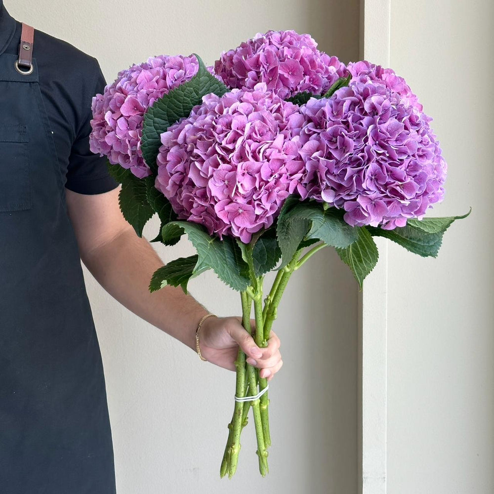 Hydrangeas - Cassanova Purple