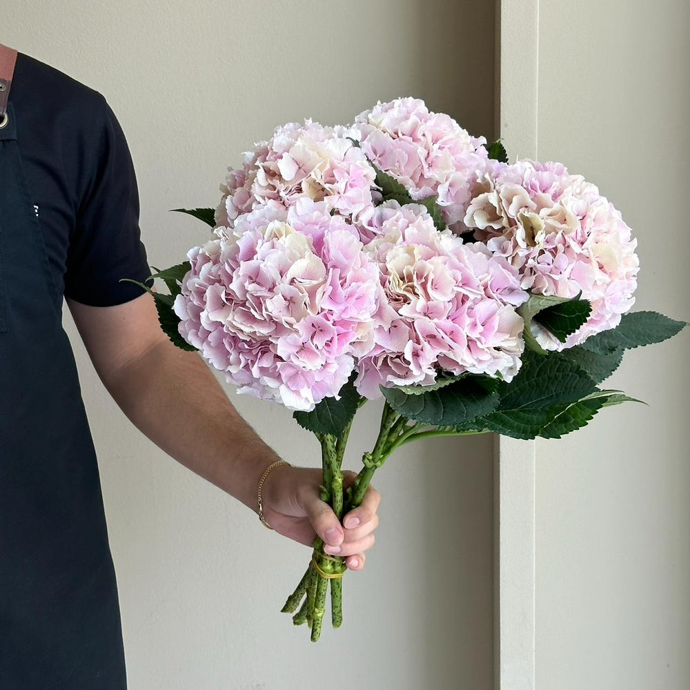 Hydrangea - Verena Champagne Pink