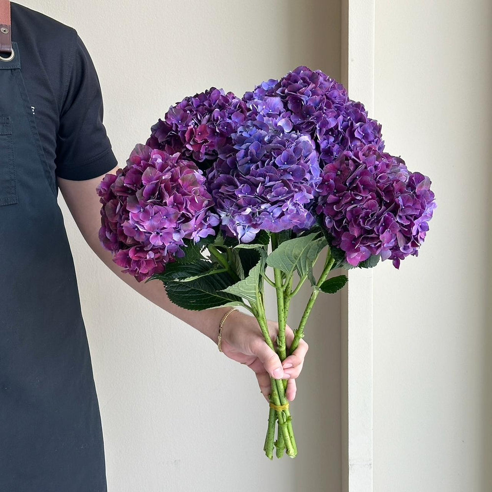 Hydrangeas - Ruby Purple