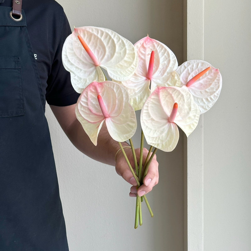 Anthurium - Acura