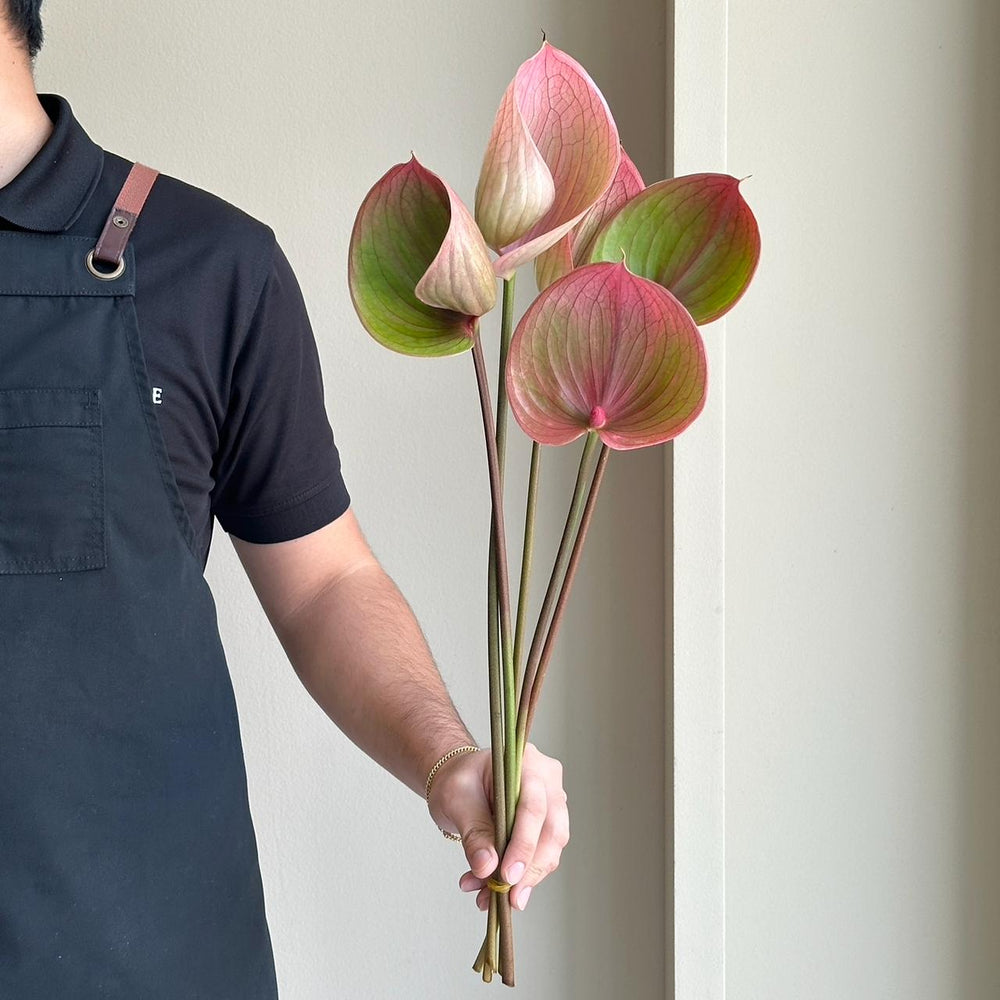 Anthuriums - Pink Scoop