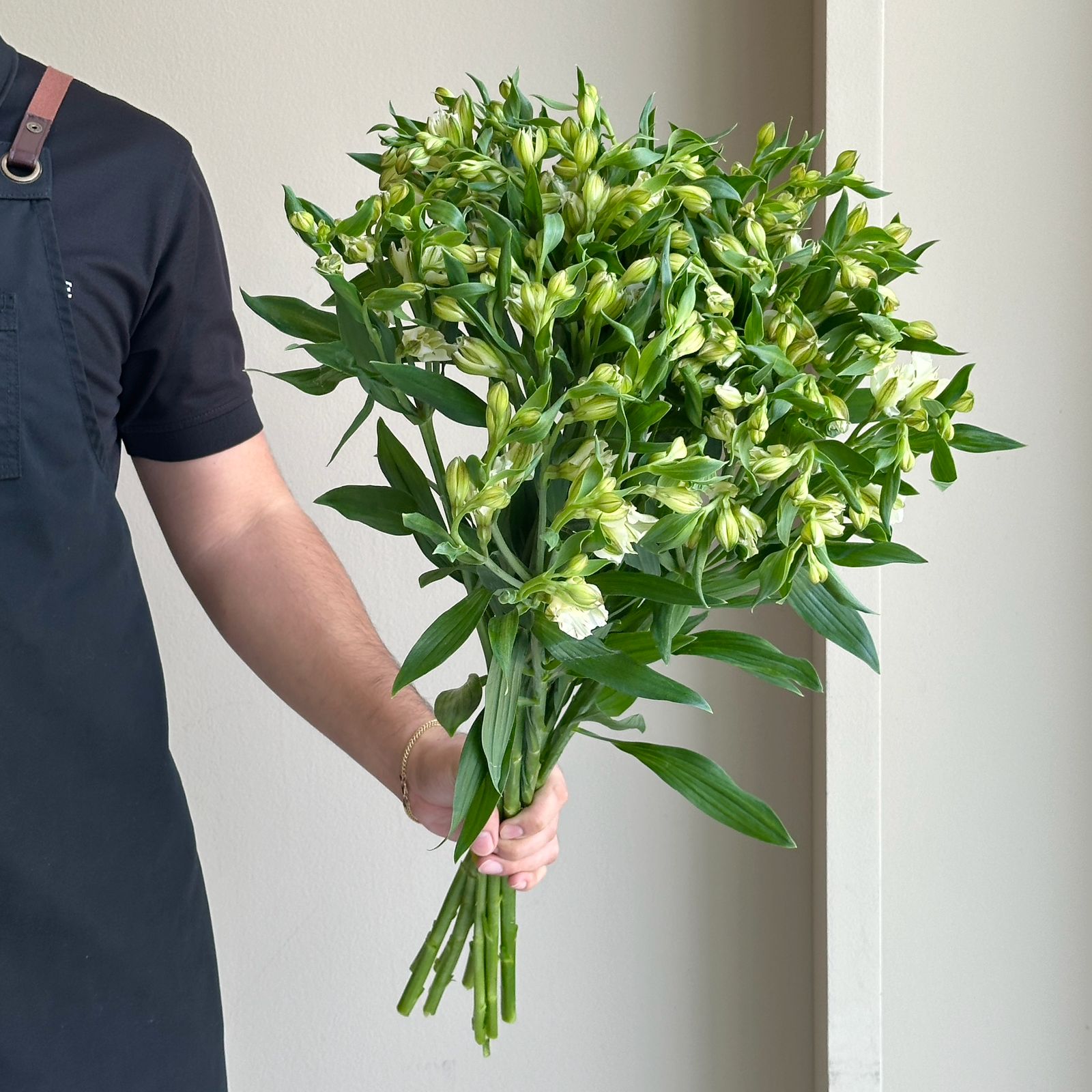 Alstroemerias - Pinot White