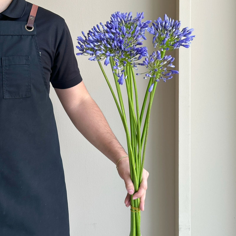 Agapanthus - Dr. Brouwer