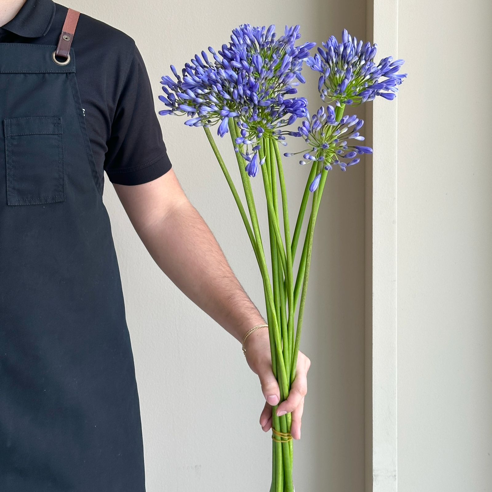 Agapanthus - Dr. Brouwer
