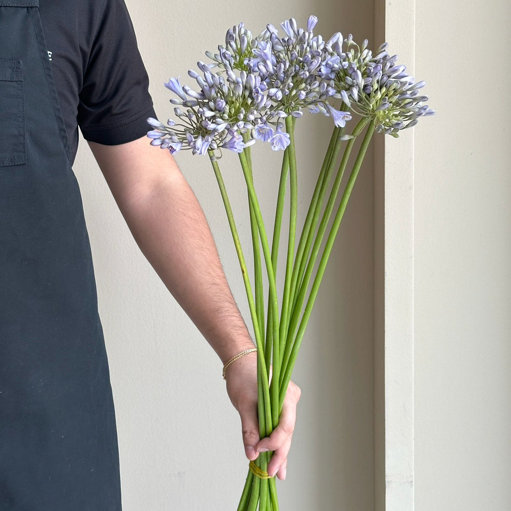 Agapanthus - Silberpfeil Blue
