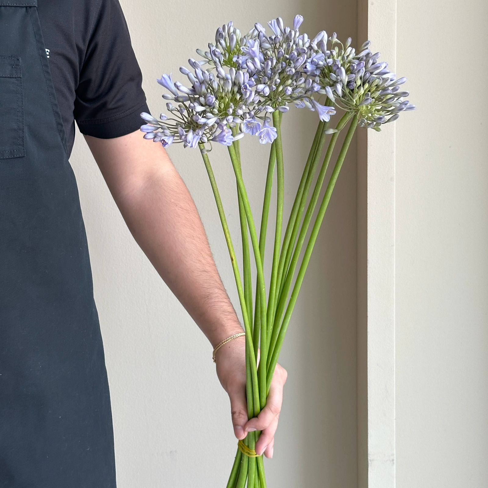 Agapanthus - Silberpfeil Blue