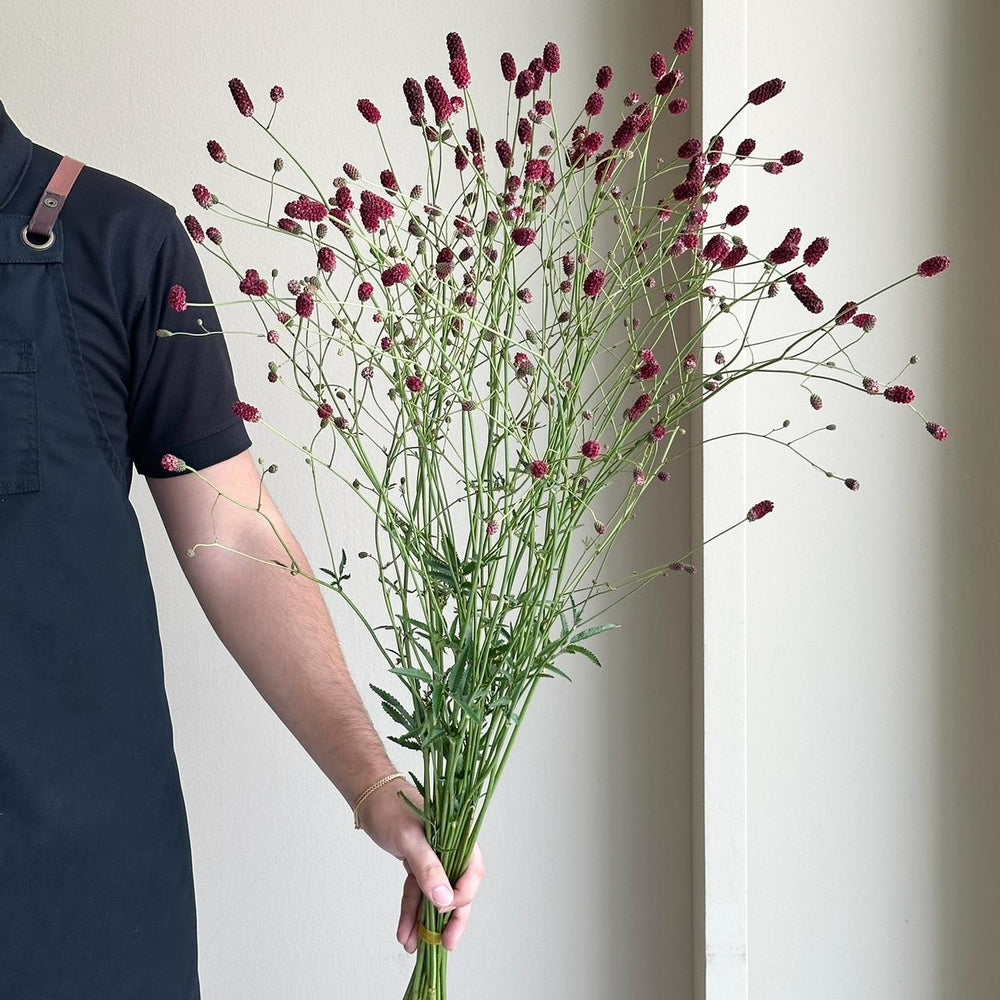 Sanguisorba - Big Dream