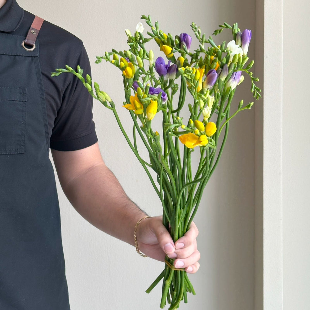 Freesias - Gemming Rainbow Mix