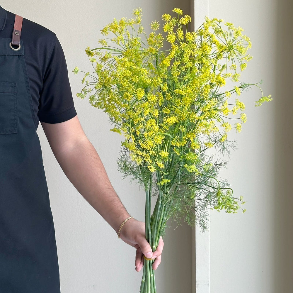Anethum - Wild Dill Flower