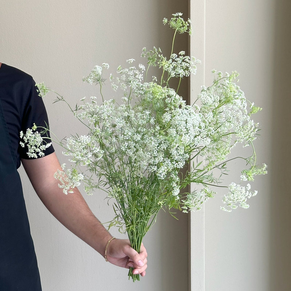 Ammi Majus Graceland (Queen Anne's Lace)