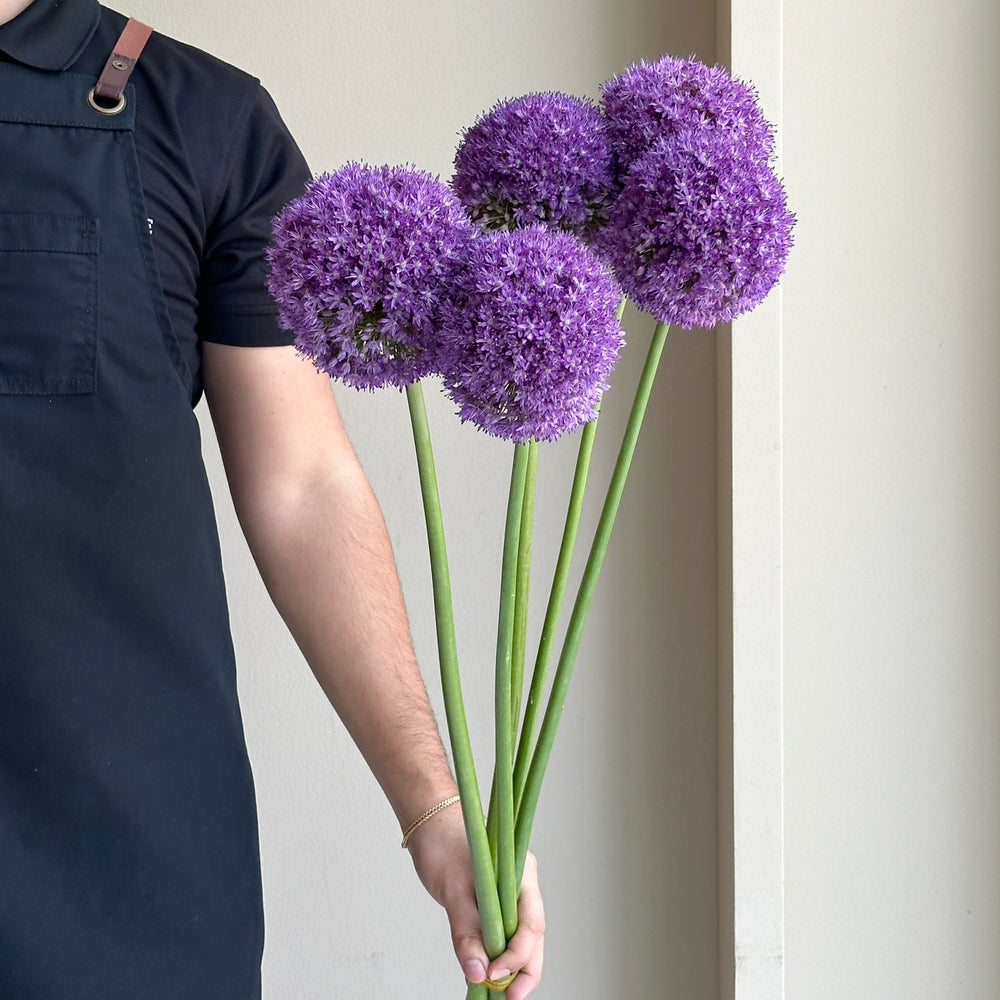 Allium - Ambassador (5 Stem)