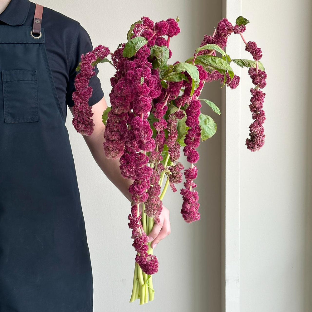 Amaranthus Hanging Caudatus Coral Red