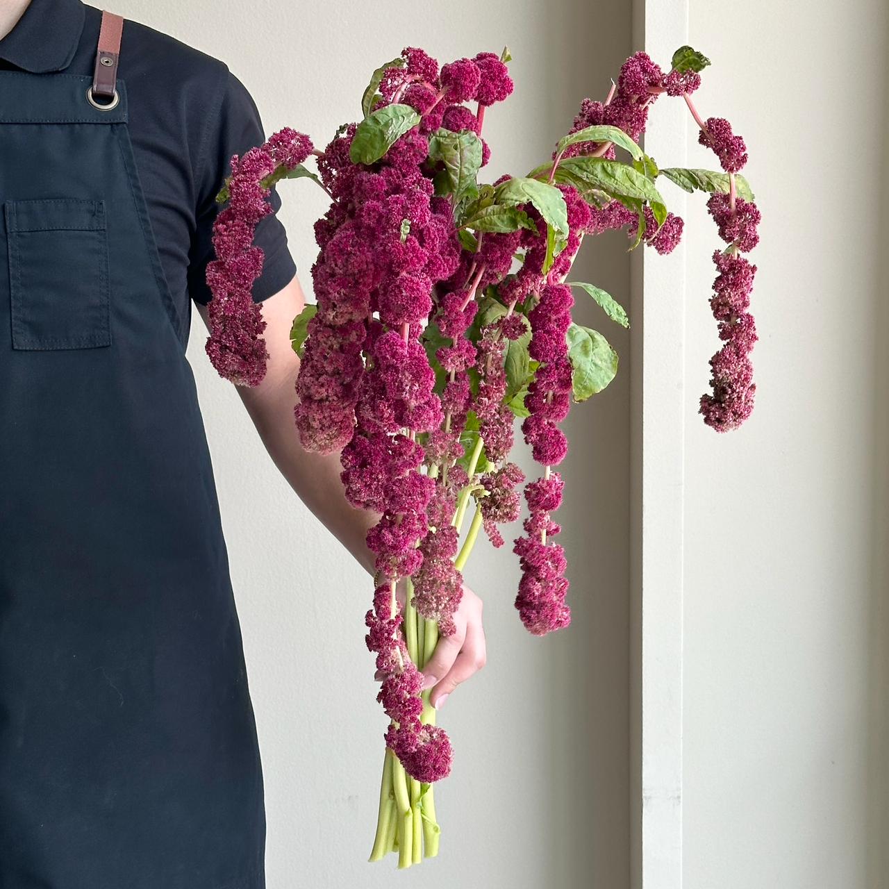 Amaranthus Hanging Caudatus Coral Red