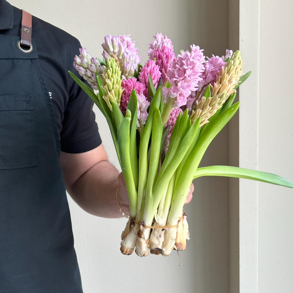 Hyacinthus - Rainbow Mix (20 Stem)