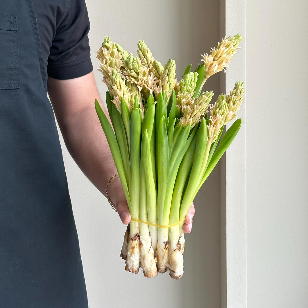 Hyacinthus - Orange Lion Salmon