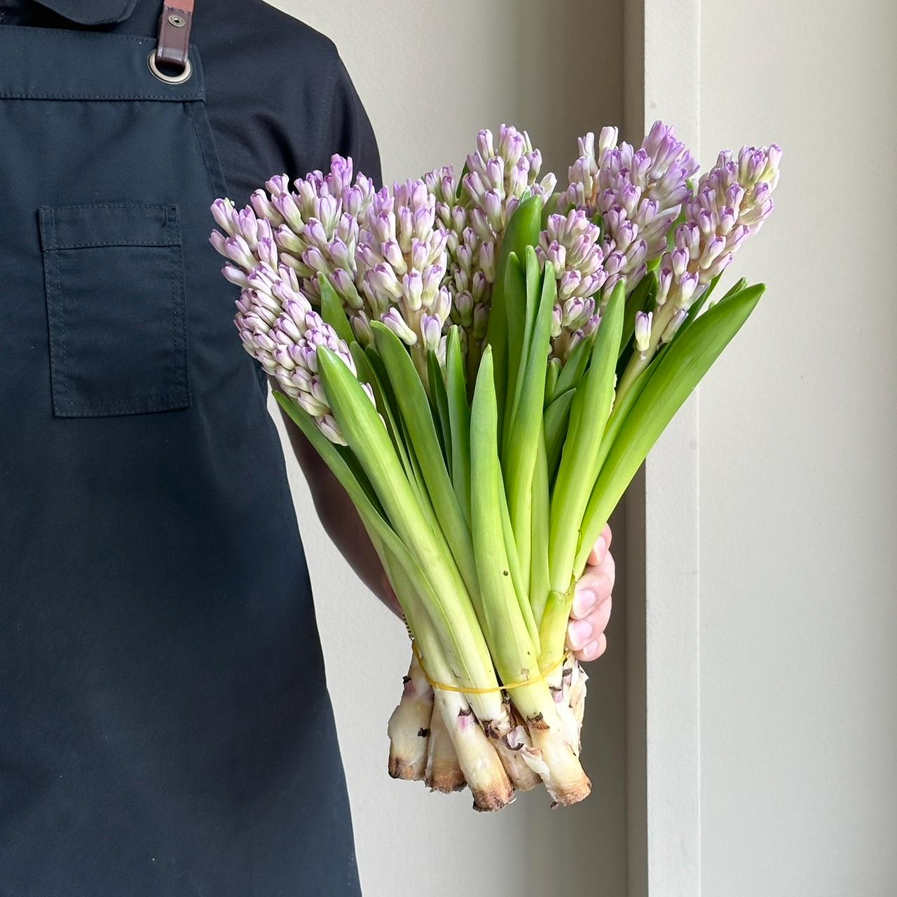 Hyacinthus - Lavender