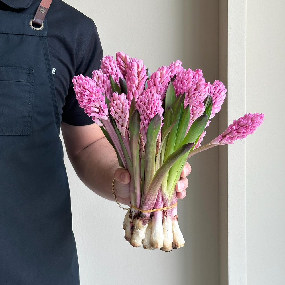 Hyacinthus - Hot Pink
