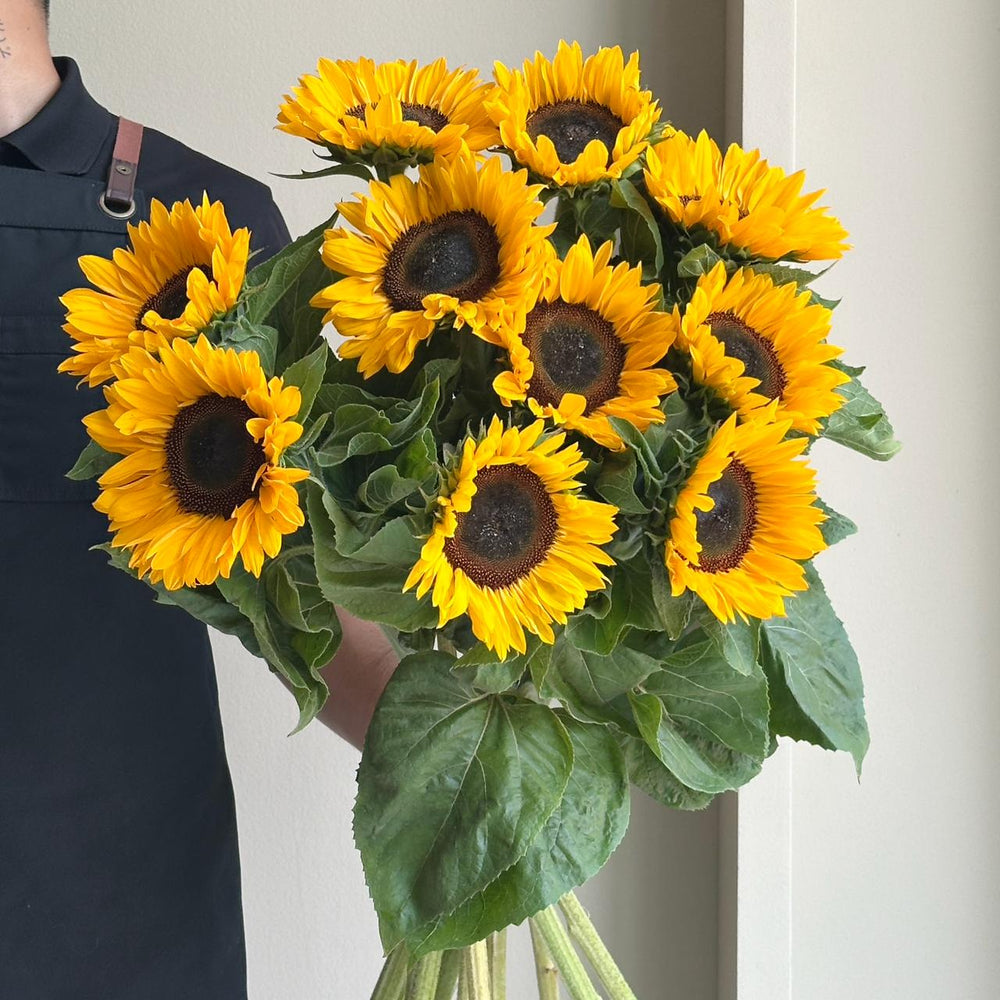 Sunflowers - Sunrich Orange