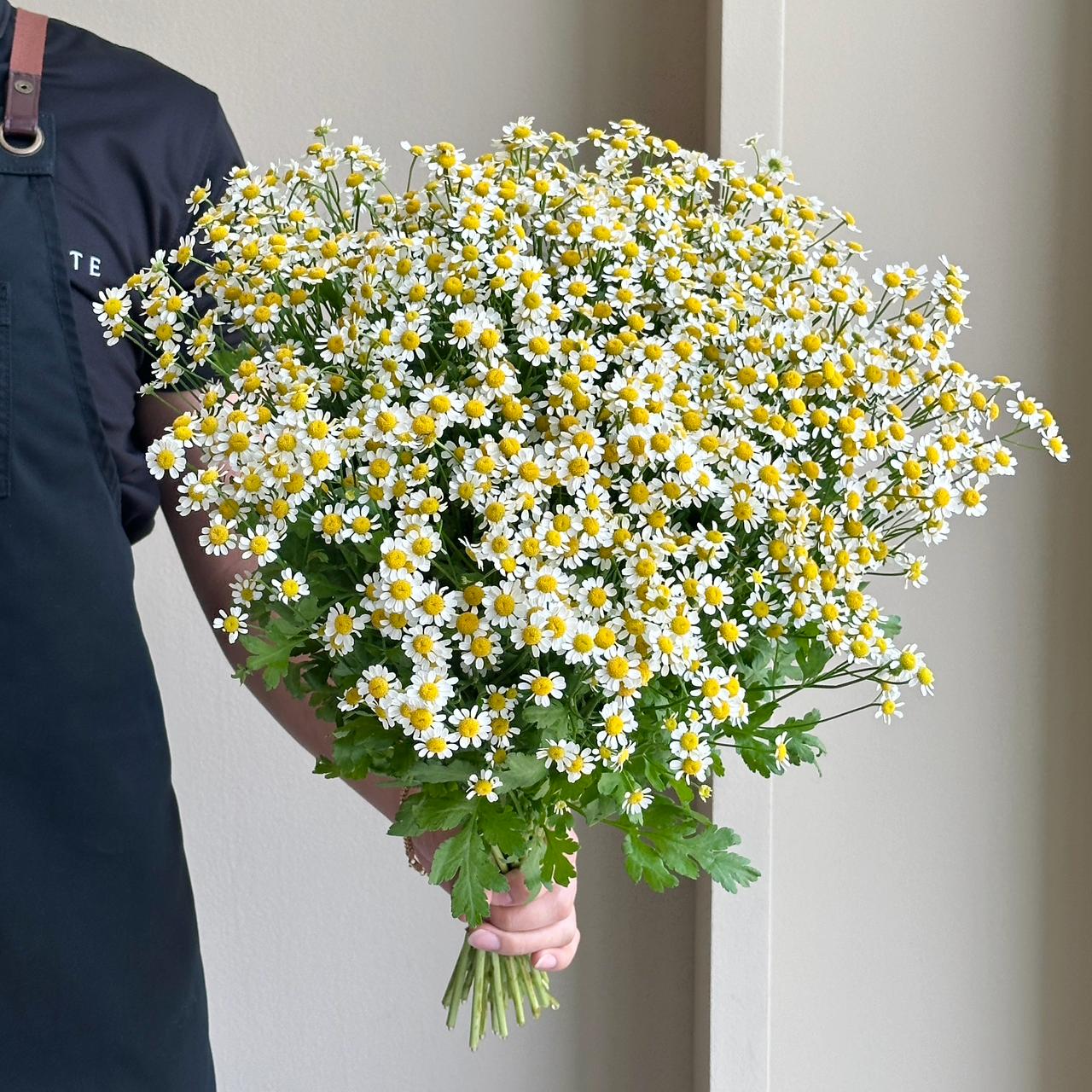 Camomile