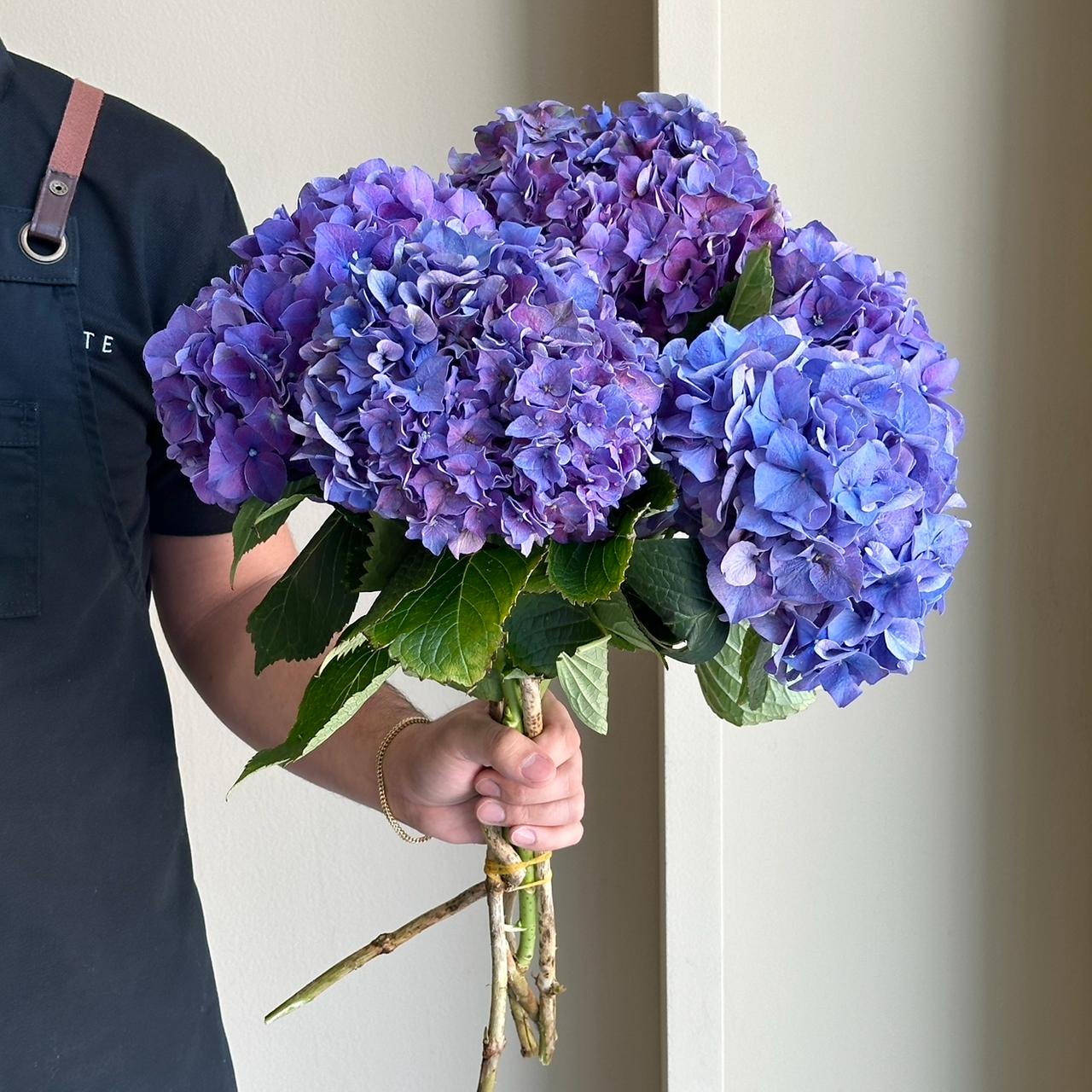 Hydrangeas - Beau Dali Purple