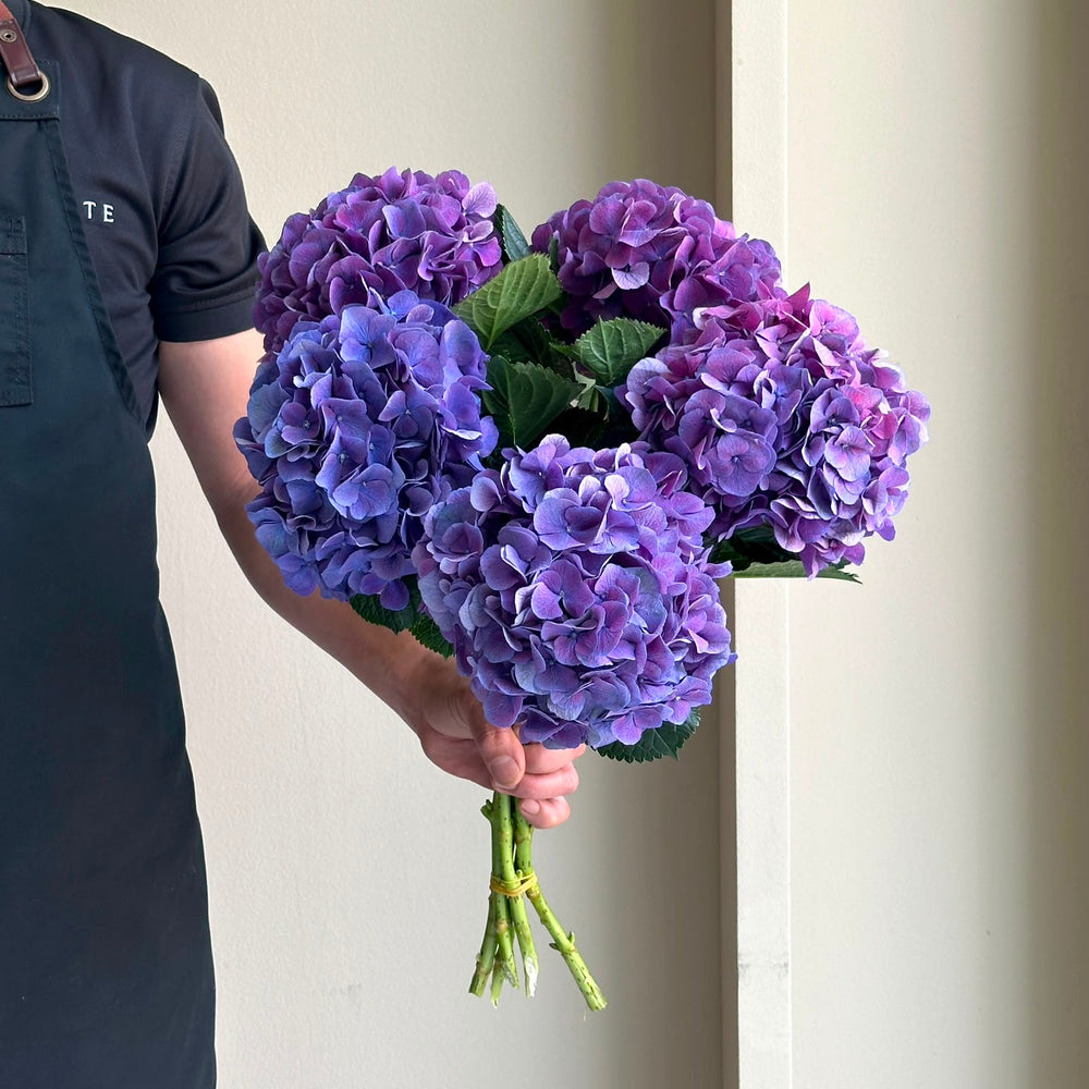 Hydrangeas - Royal Opera