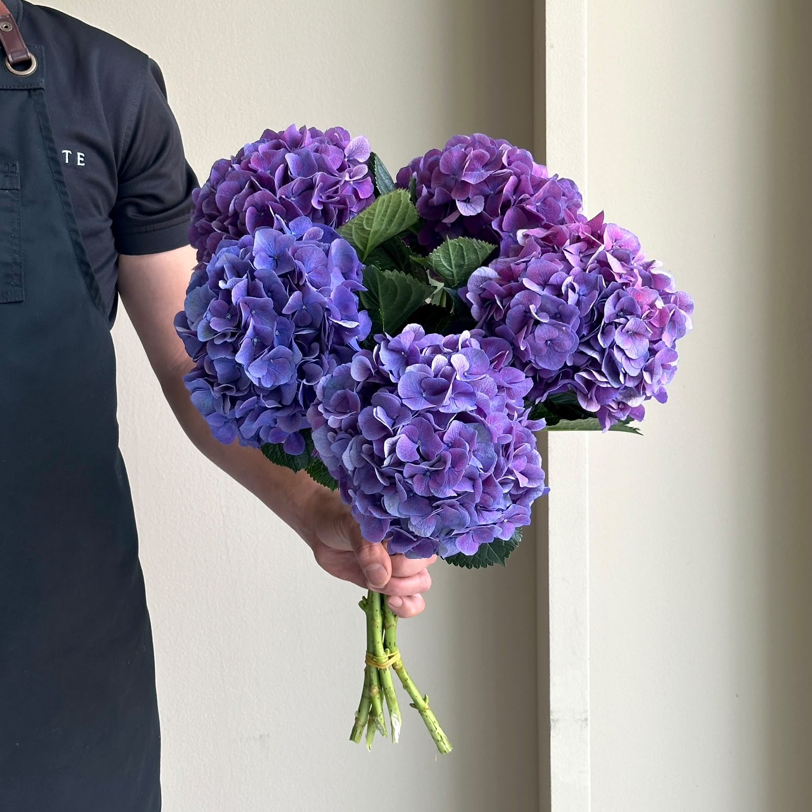 Hydrangeas - Royal Opera