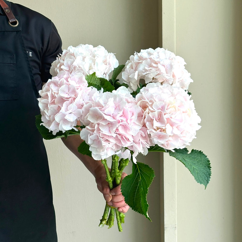 Hydrangeas - Sweet Verena Light Pink