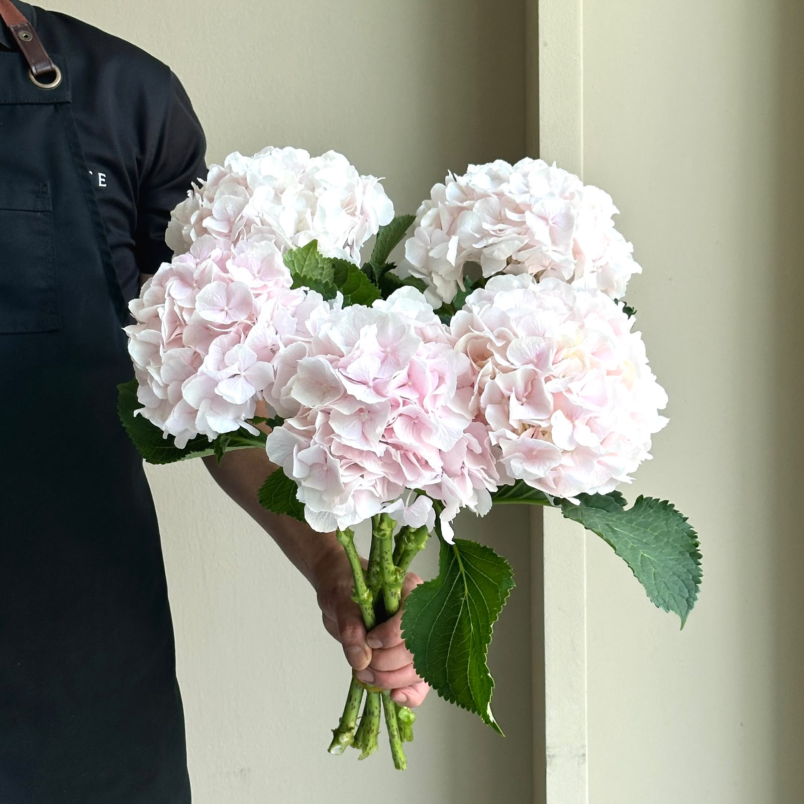 Hydrangeas - Sweet Verena Light Pink