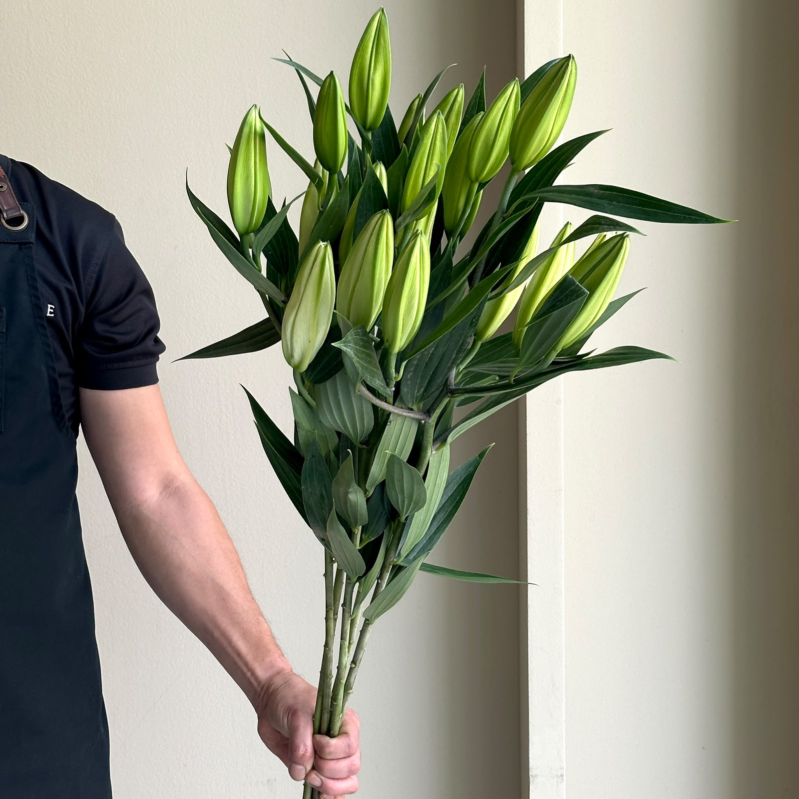 Lilies Oriental - Tourega White
