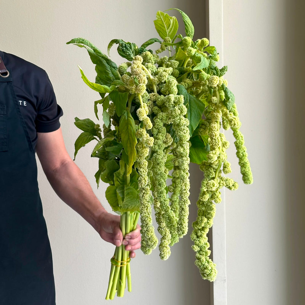 Amaranthus Hanging Caudatus Green Pearl XL