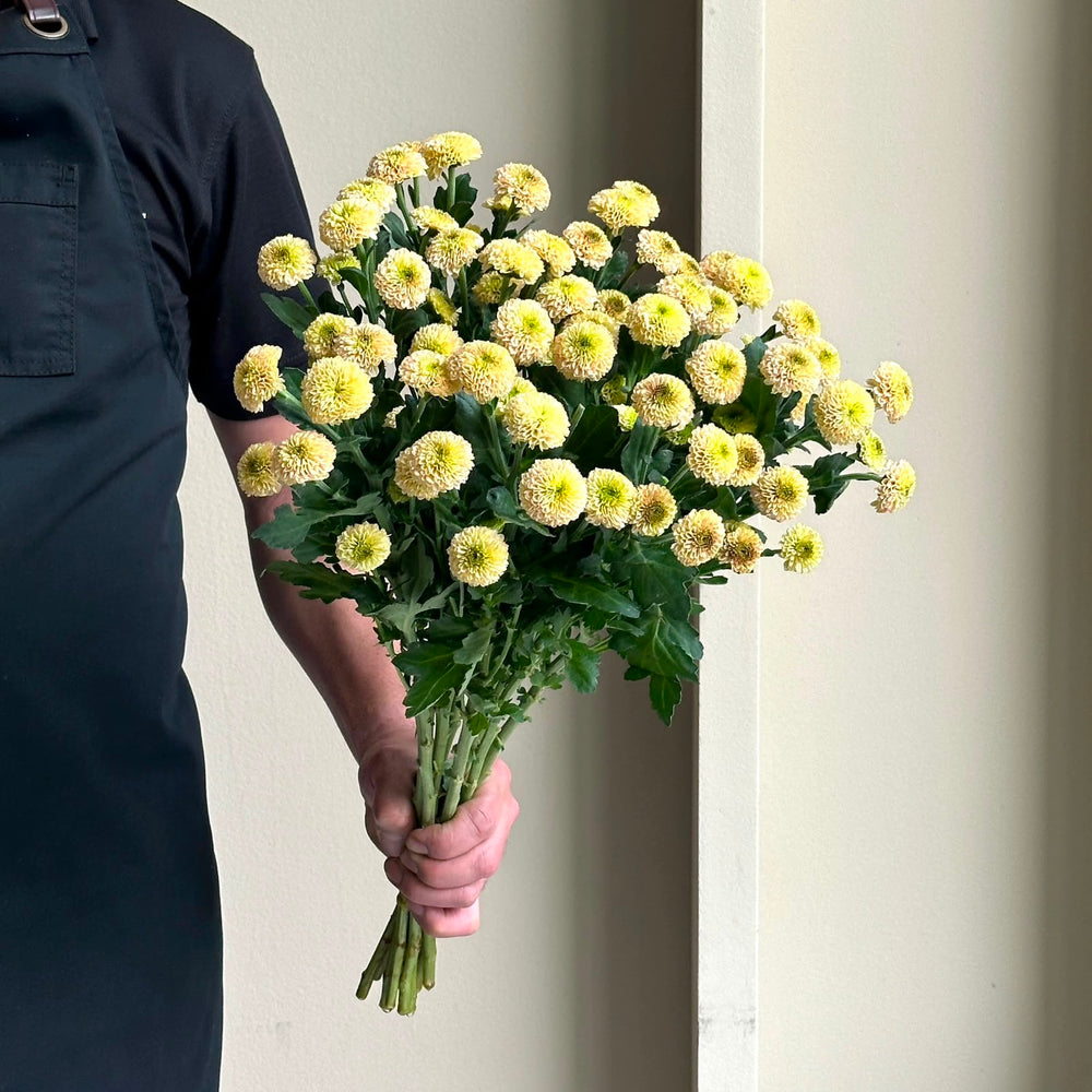 Chrysanthemum - Santini Doria Salmon