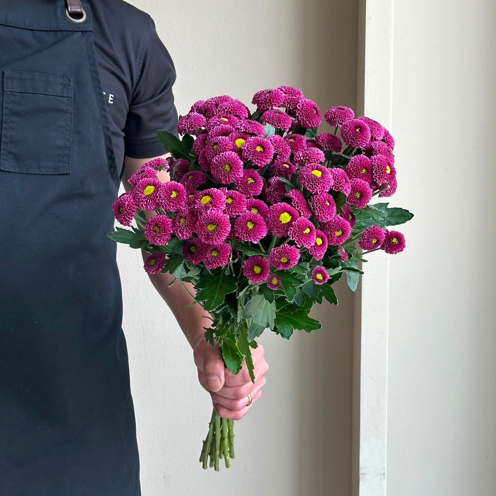 Chrysanthemum Santini - Doria Cherry