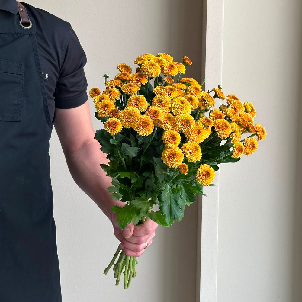 Chrysanthemum Santini - Doria Orange