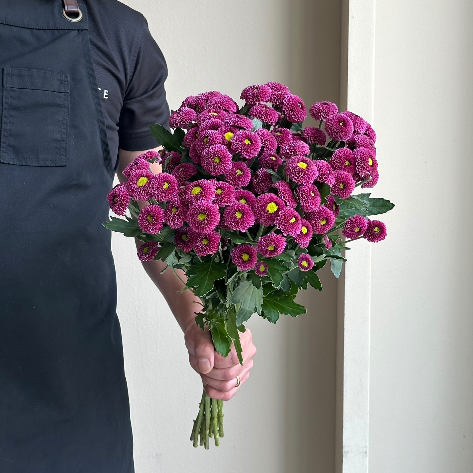 Chrysanthemum Santini - Doria Cherry