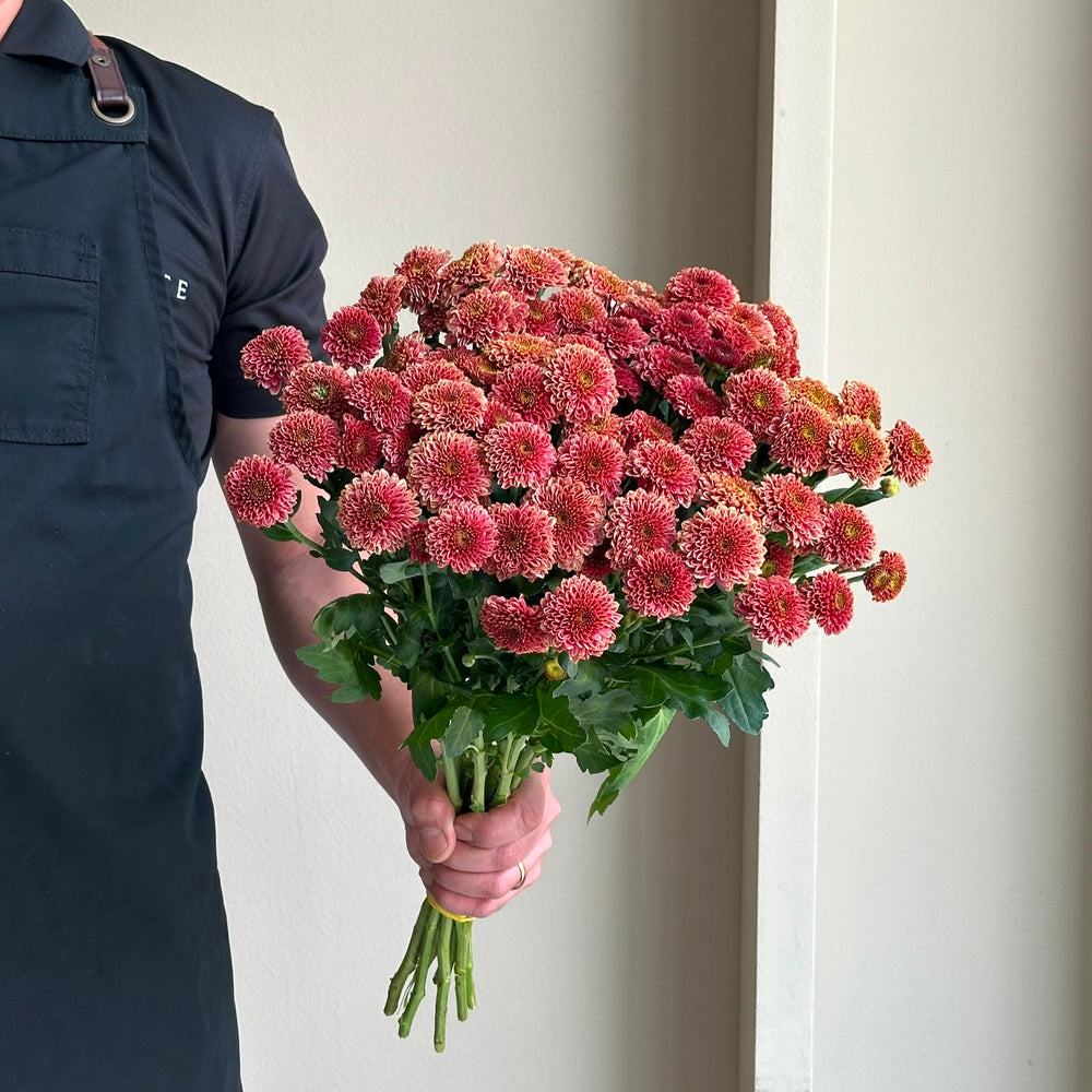 Chrysanthemum - Santini Purpetta