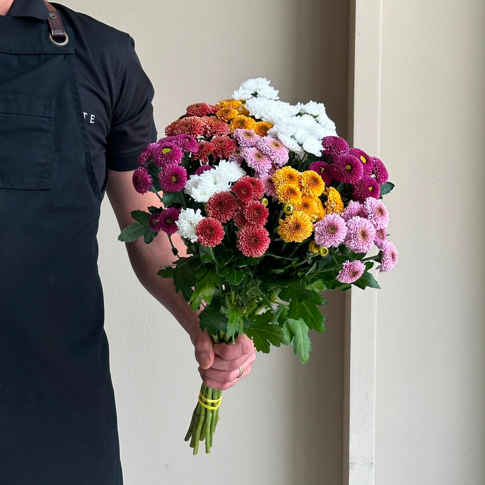 Chrysanthemums - Santini Rainbow Mix