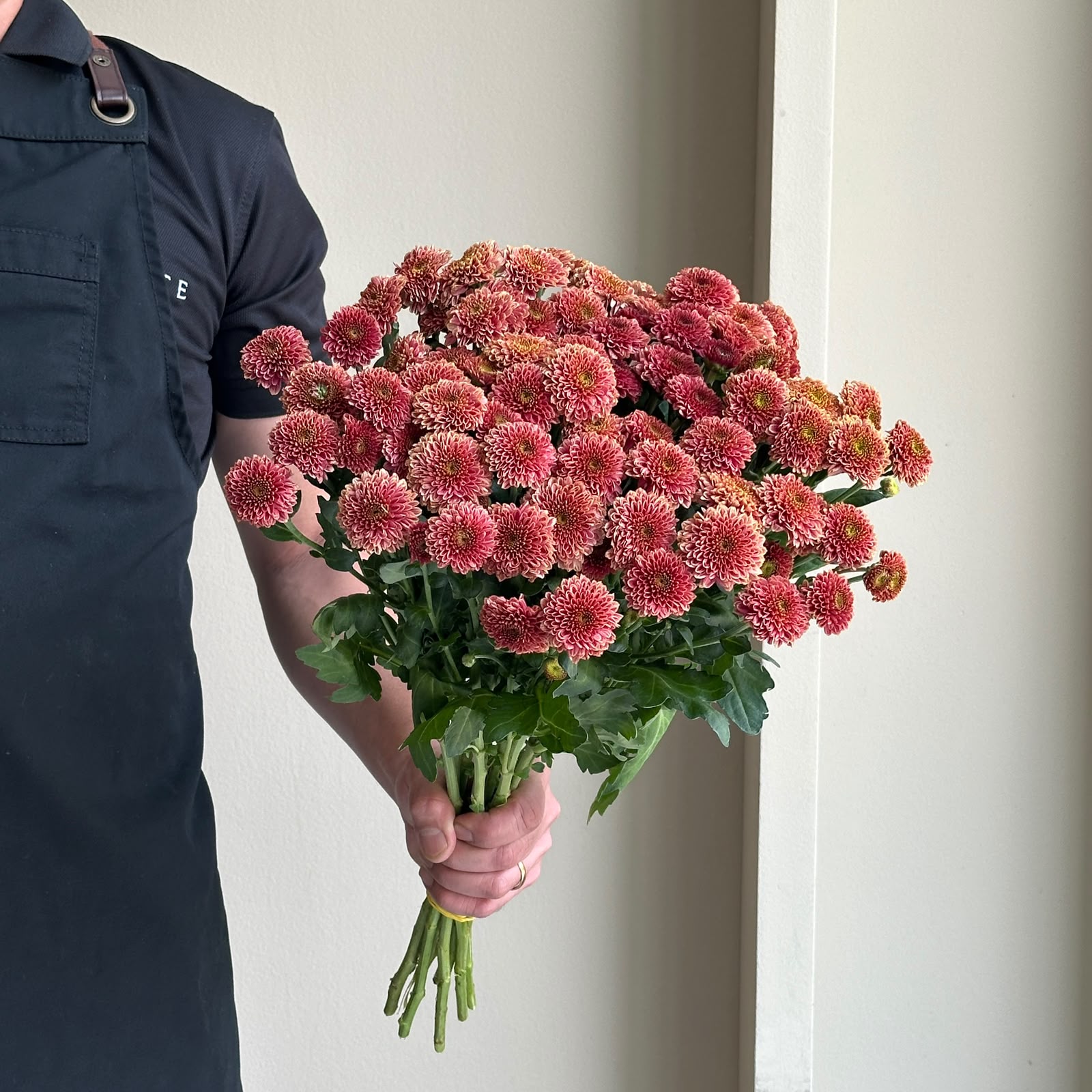 Chrysanthemum - Santini Purpetta