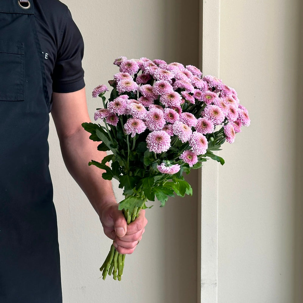 Chrysanthemum Santini - Doria Pink