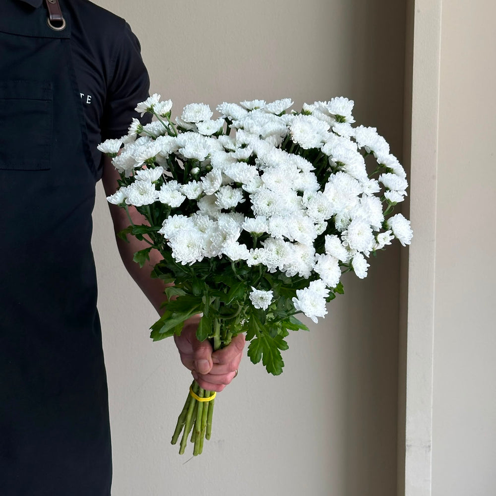 Chrysanthemums Santini Baykal White