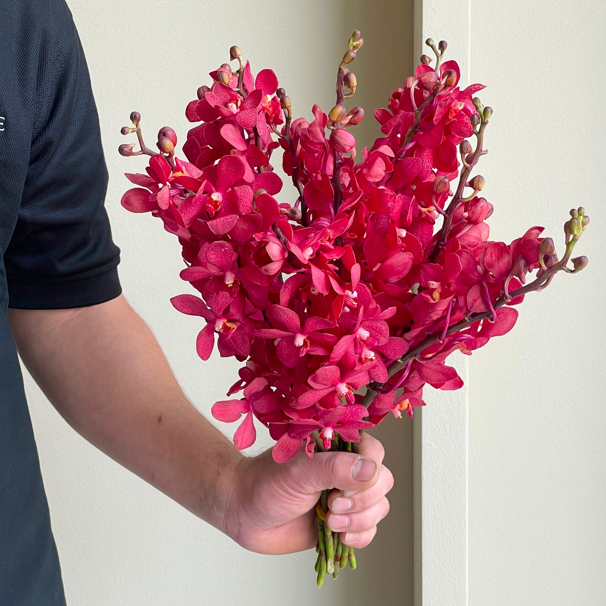 Mokara Orchids - Red