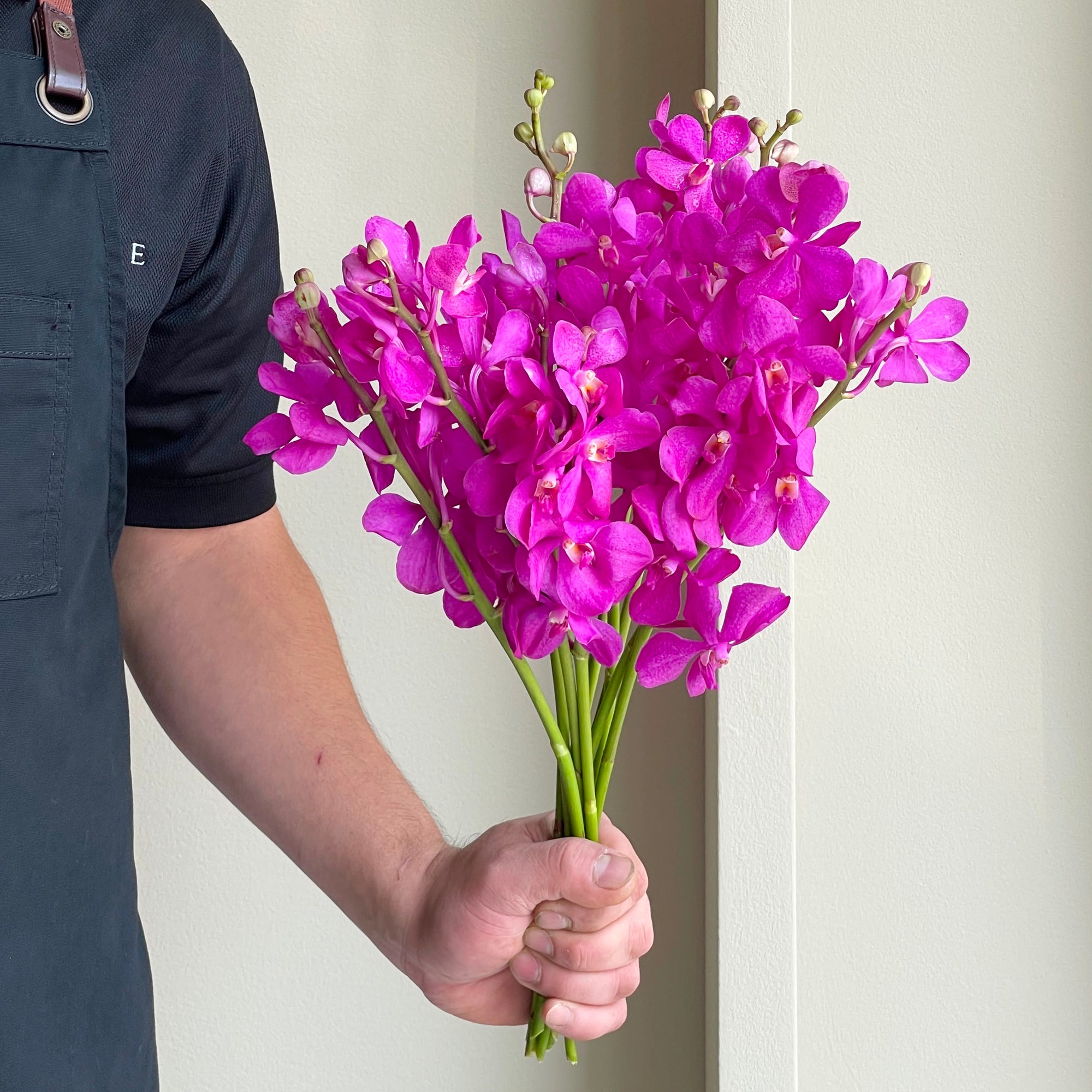 Mokara Orchids - Fuchsia