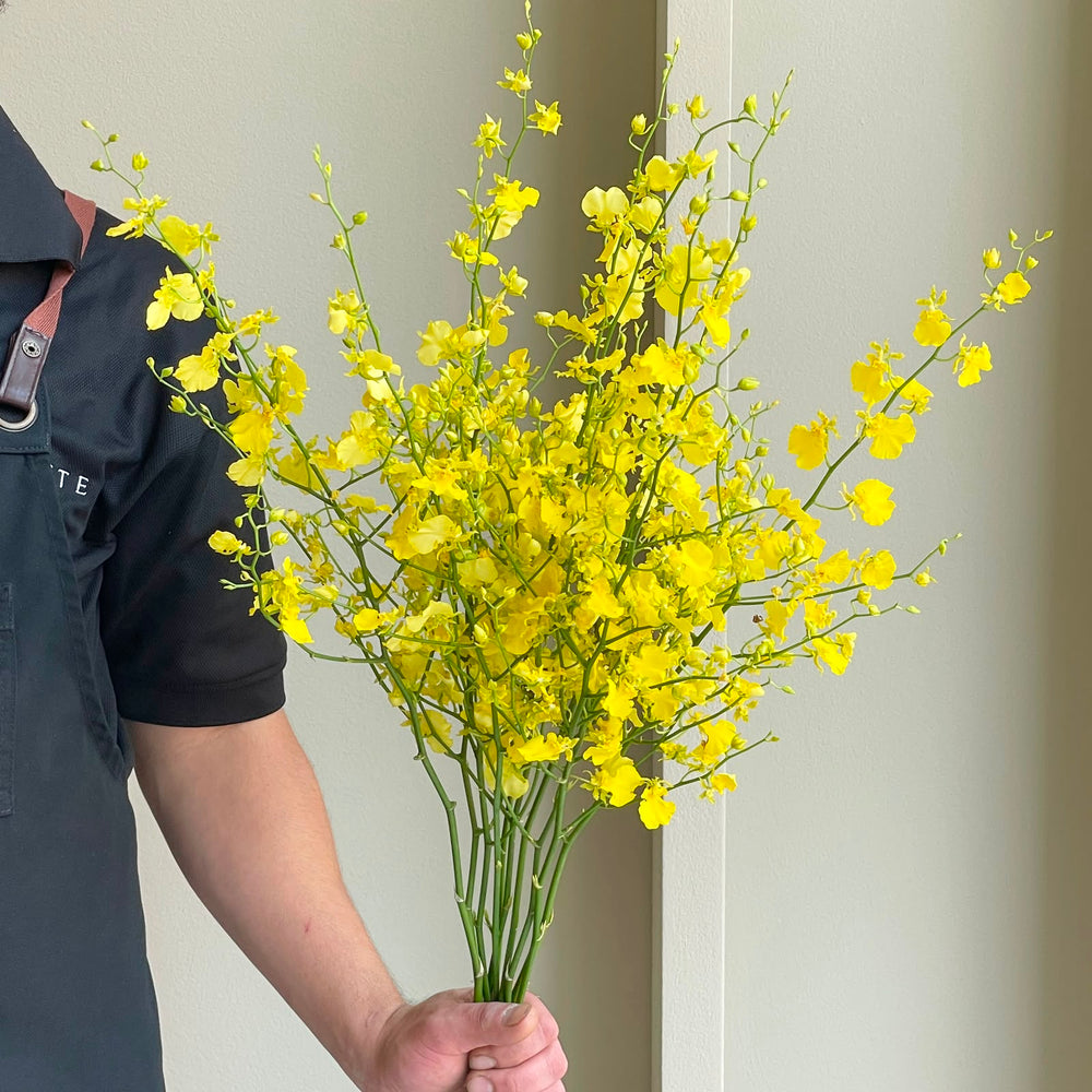 Oncidiums - Honey Angel (10 stems)