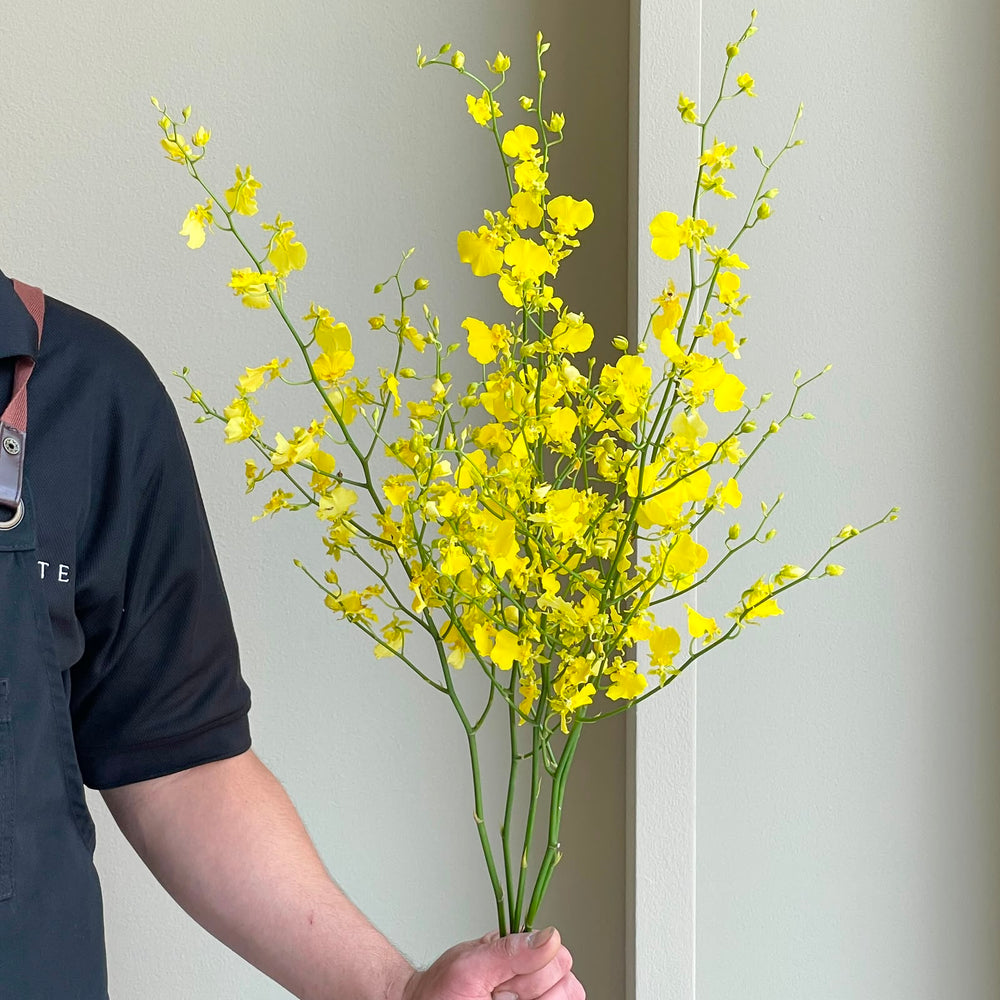 Oncidiums - Honey Angel (5 stems)