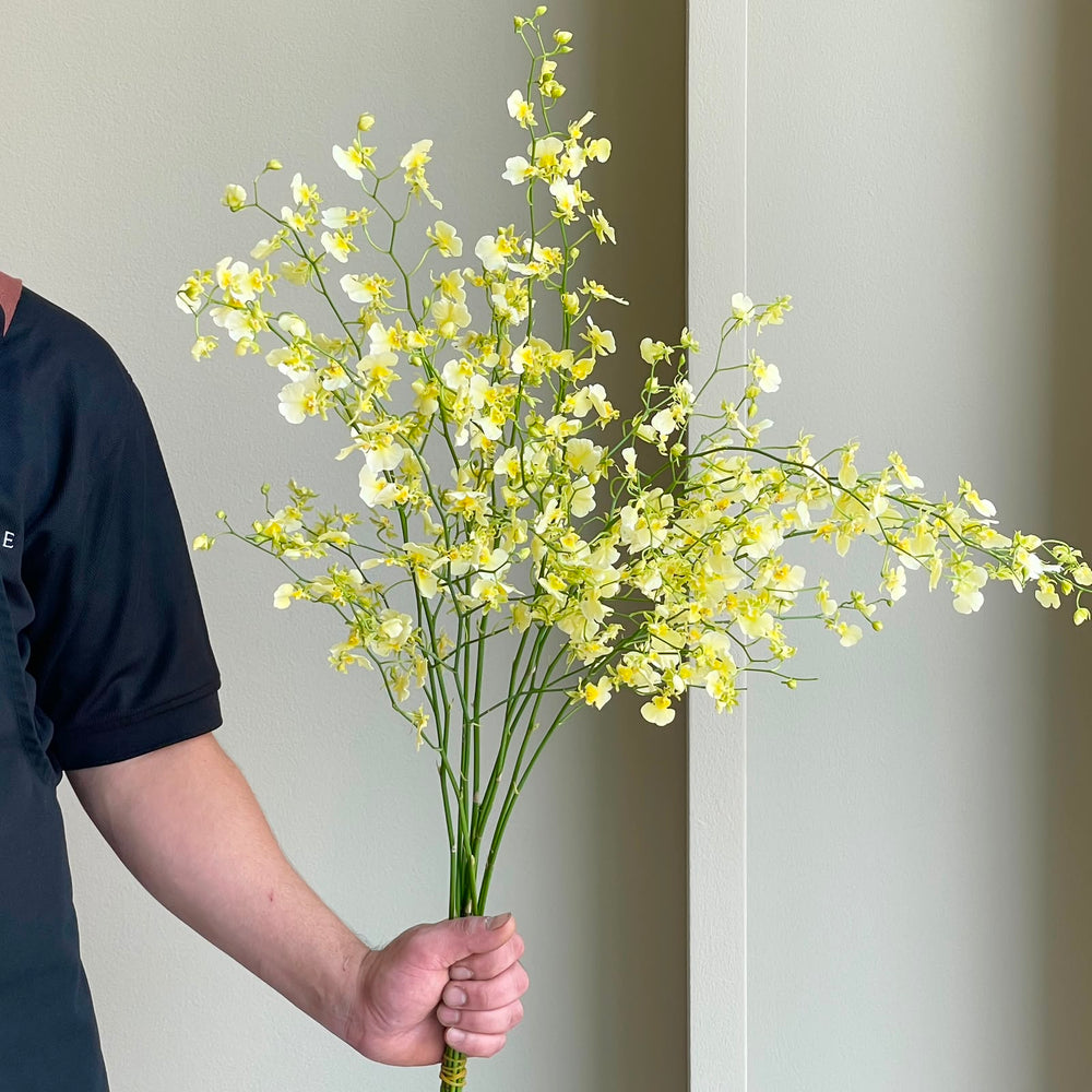 Oncidiums - Elena Light Yellow (10 stems)