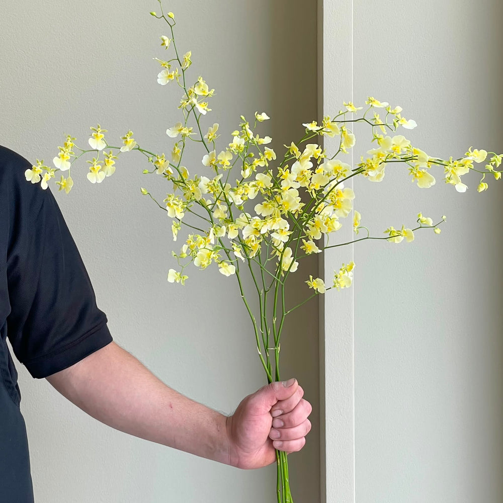 Oncidiums - Elena Light Yellow (5 stems)