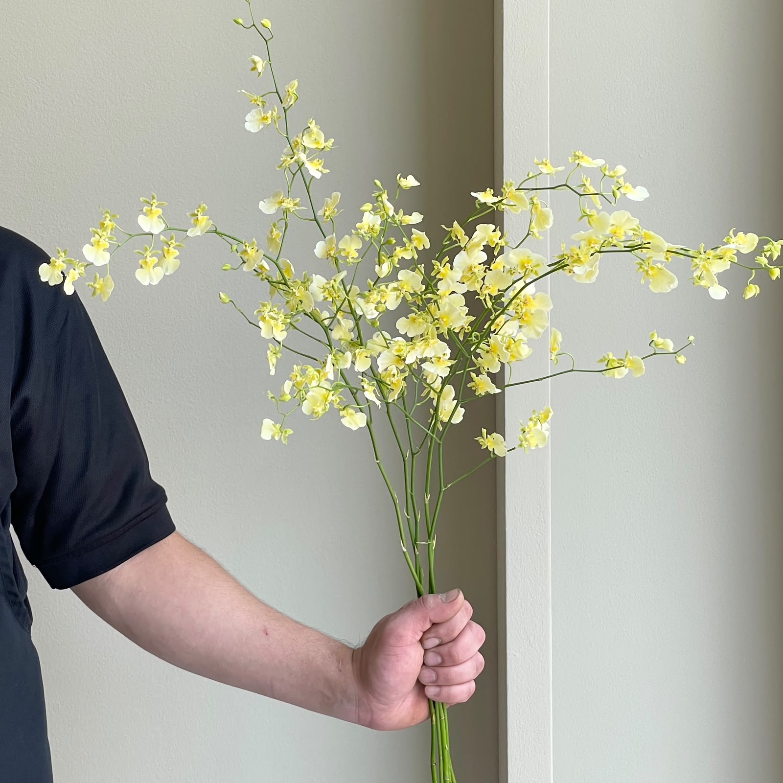 Oncidiums - Elena Light Yellow (5 stems)