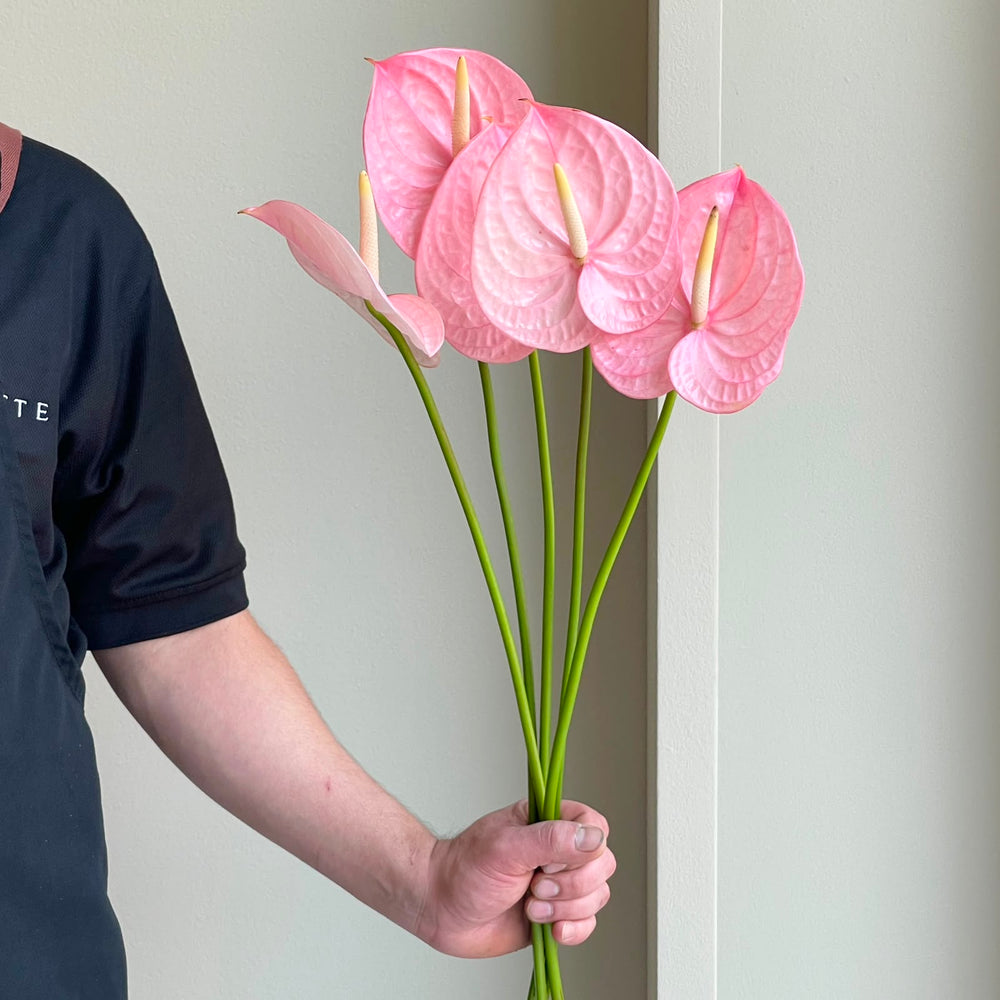 Anthuriums - Rosa
